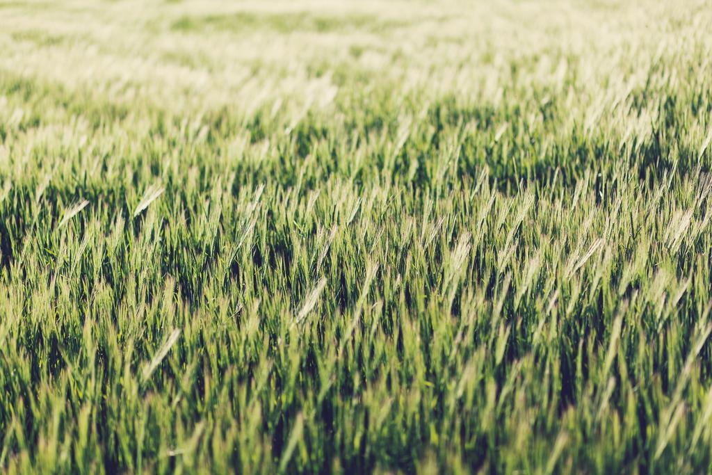 S'hort Capita Gospodarstwo agroturystyczne *